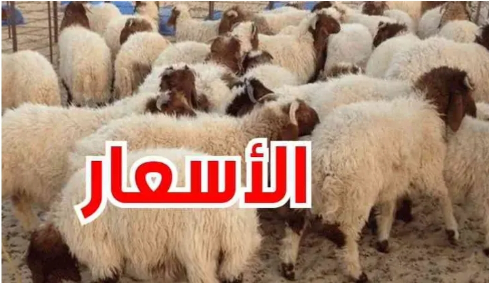اسعار الاضاحي