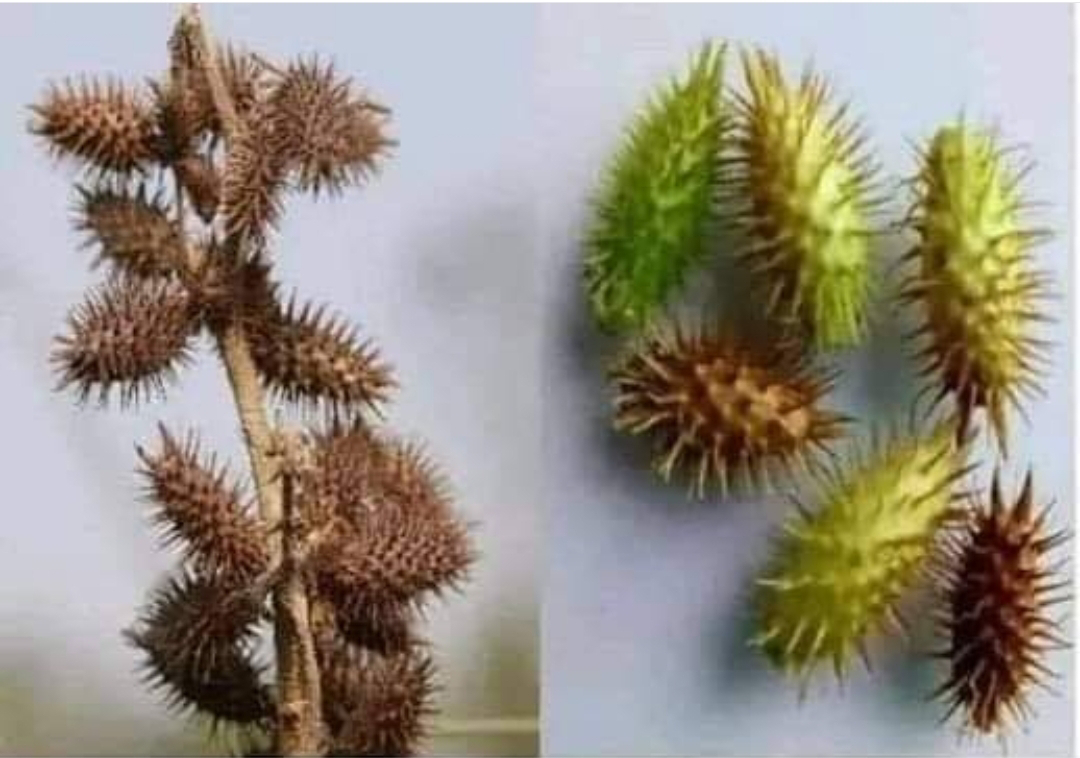 أغلى من الألماس