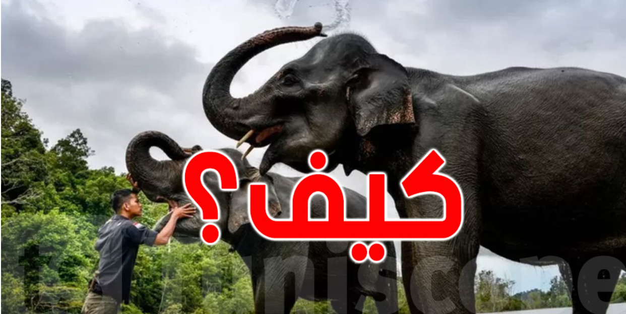 تنبآت الحيوانات للكوارث