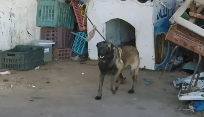 chien baladia