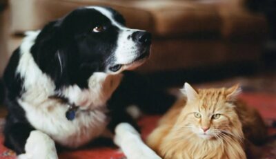 السجن 15 يوماً وخطية مالية قدرها 4800 مليم عقوبة كل من يتسبب في إلحاق ضرر بحيوان